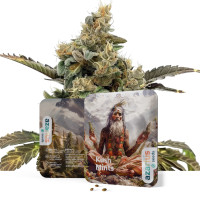 Kush Mints | Wietzaadjes van Azarius