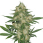 OG Kush OG Kush