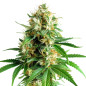 Tangerine Dream Auto Tangerine Dream Auto