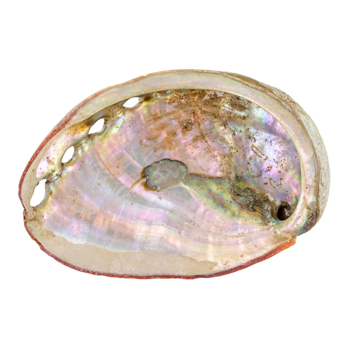 Abaloneschelp