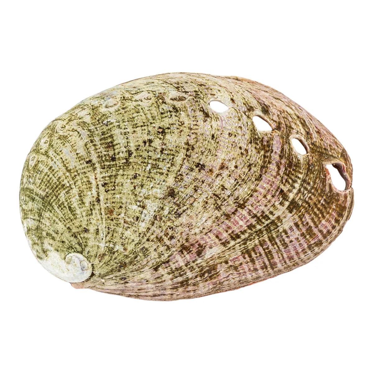 Abaloneschelp