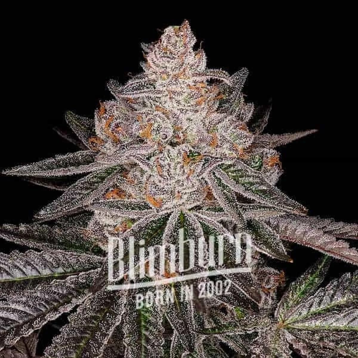 Apple Fritter