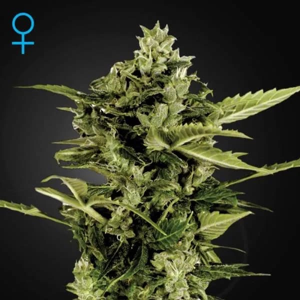 Auto-Bomb Autoflowering