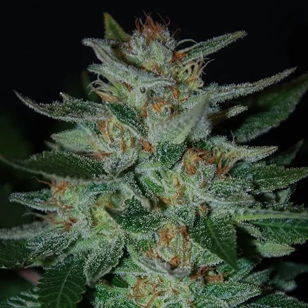 Blue Cheese