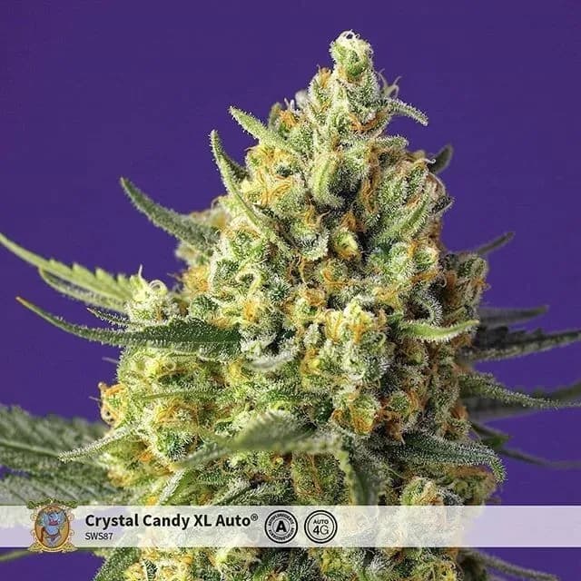 Crystal Candy XL Auto
