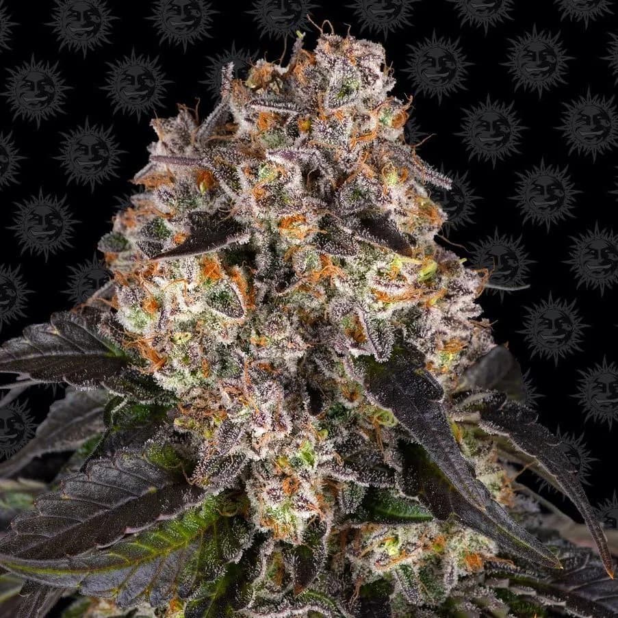 Girl Scout Cookies