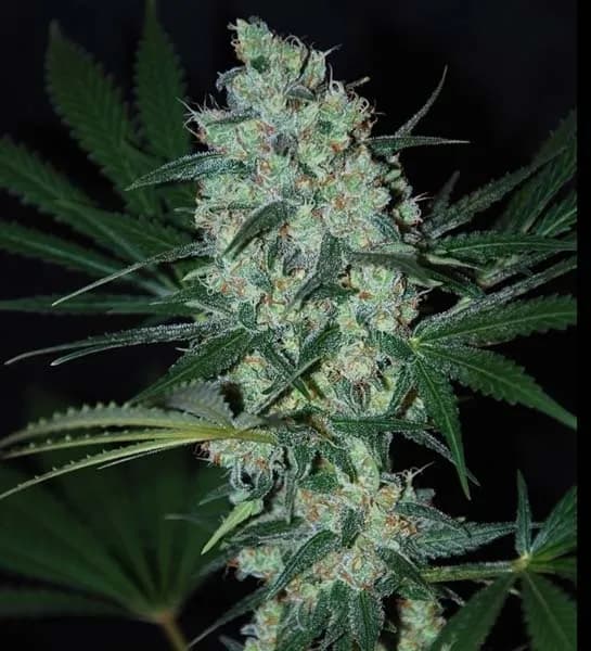Green Love Potion