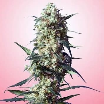 Spliff's Strawberry