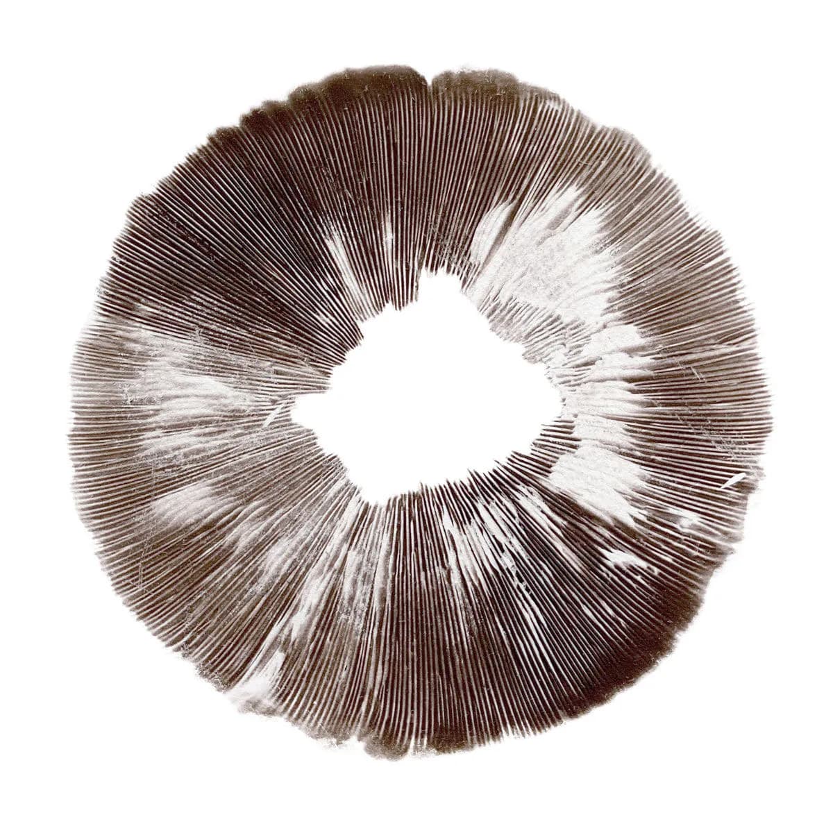 Sporenprint Psilocybe cubensis McKennaii