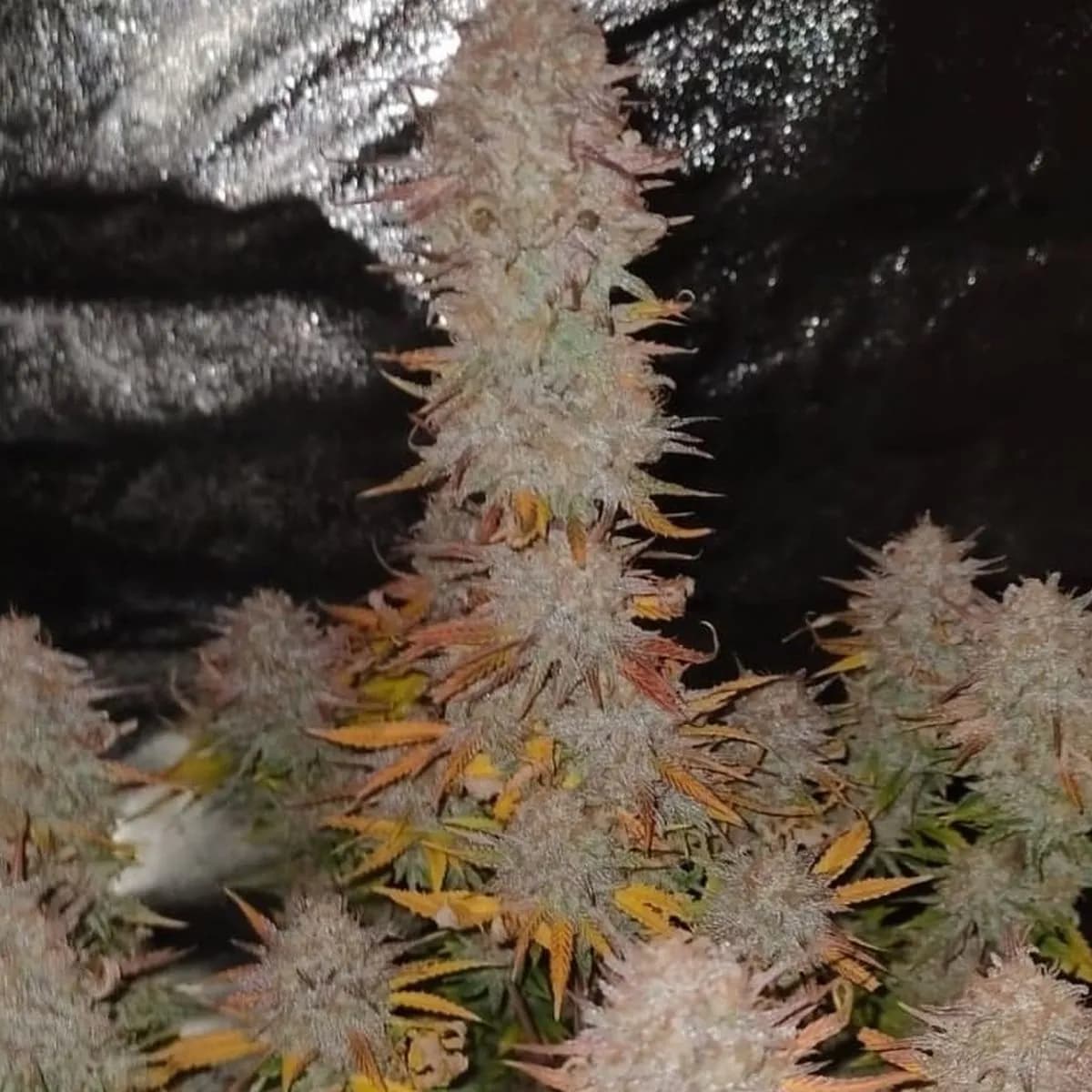 Sticky Gorilla 4