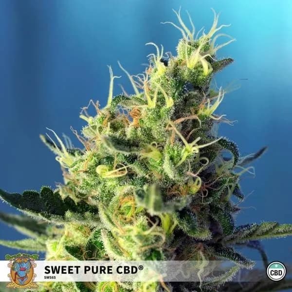 Sweet Pure CBD