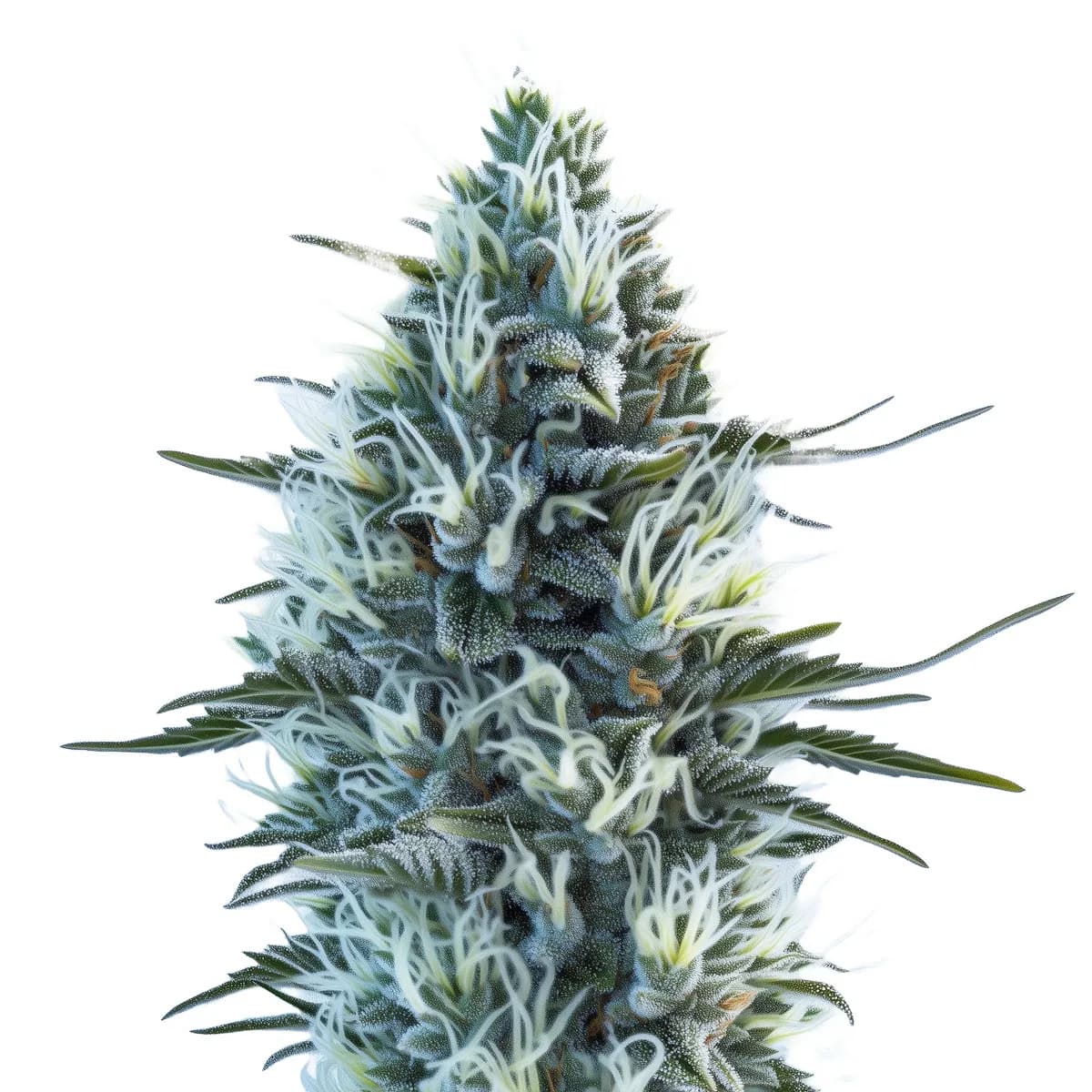 White Widow Auto