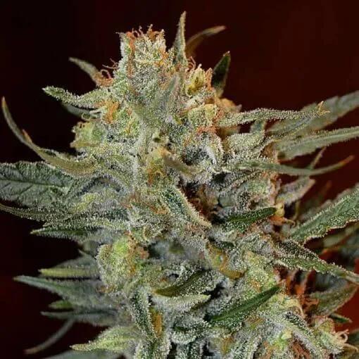 Amnesia Lemon Kush
