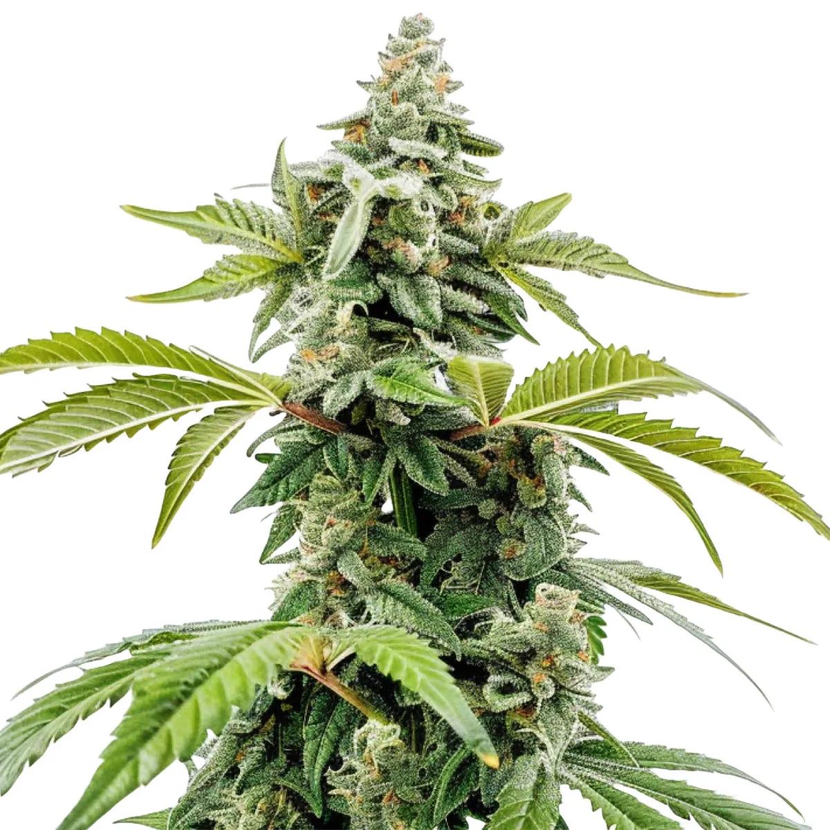 Apple Fritter Auto