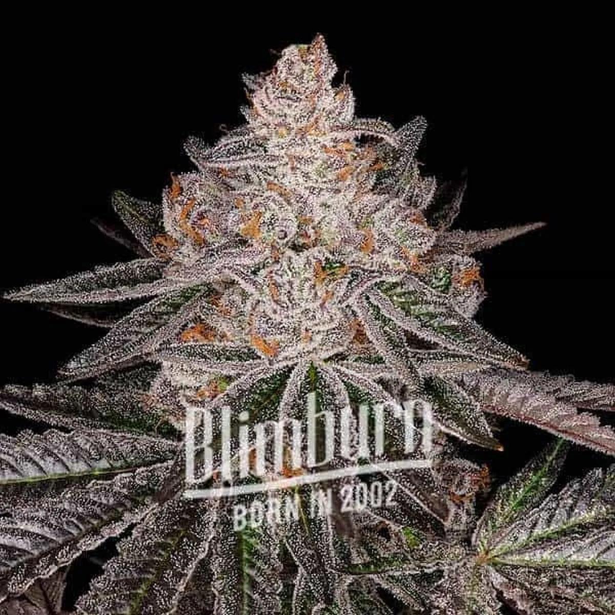 Apple Fritter