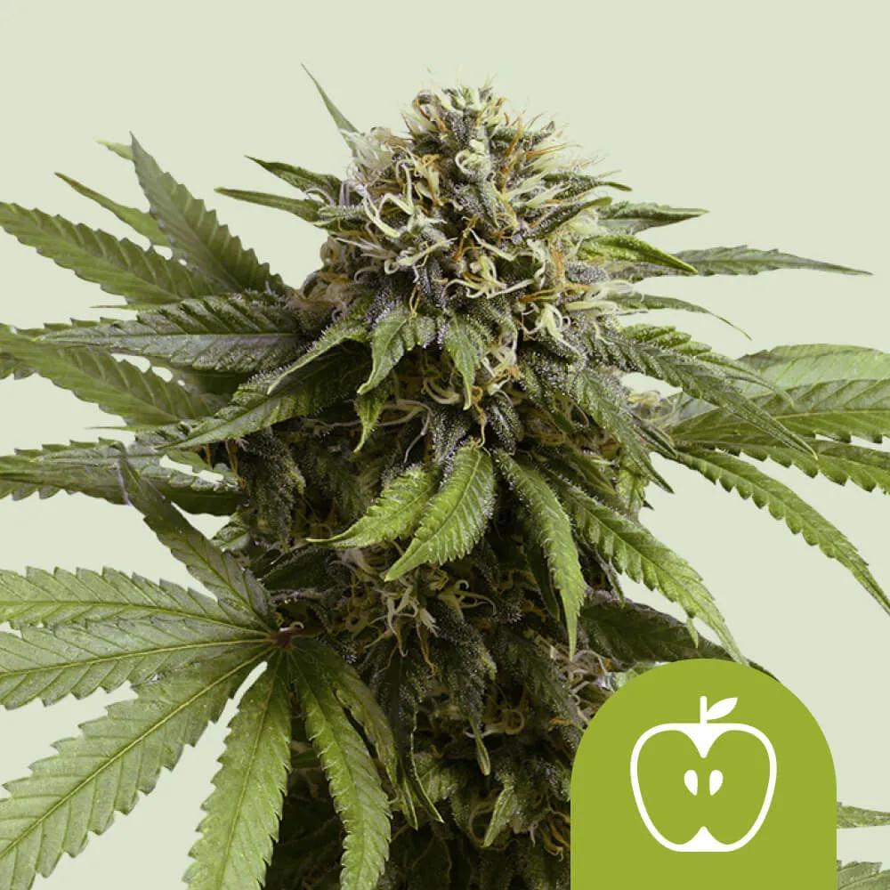 Apple Fritter