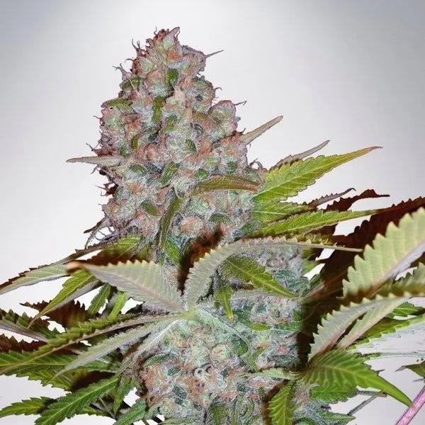 Auto Cheese NL