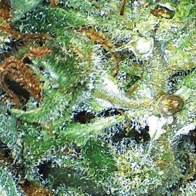 Big Bud