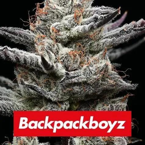 Black Cherry Gushers (Barney's Farm x Backpackboyz)