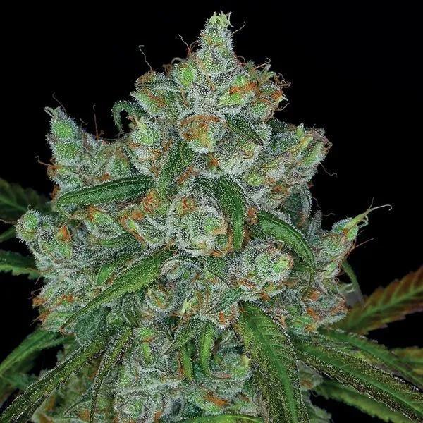 Bruce Banner 3