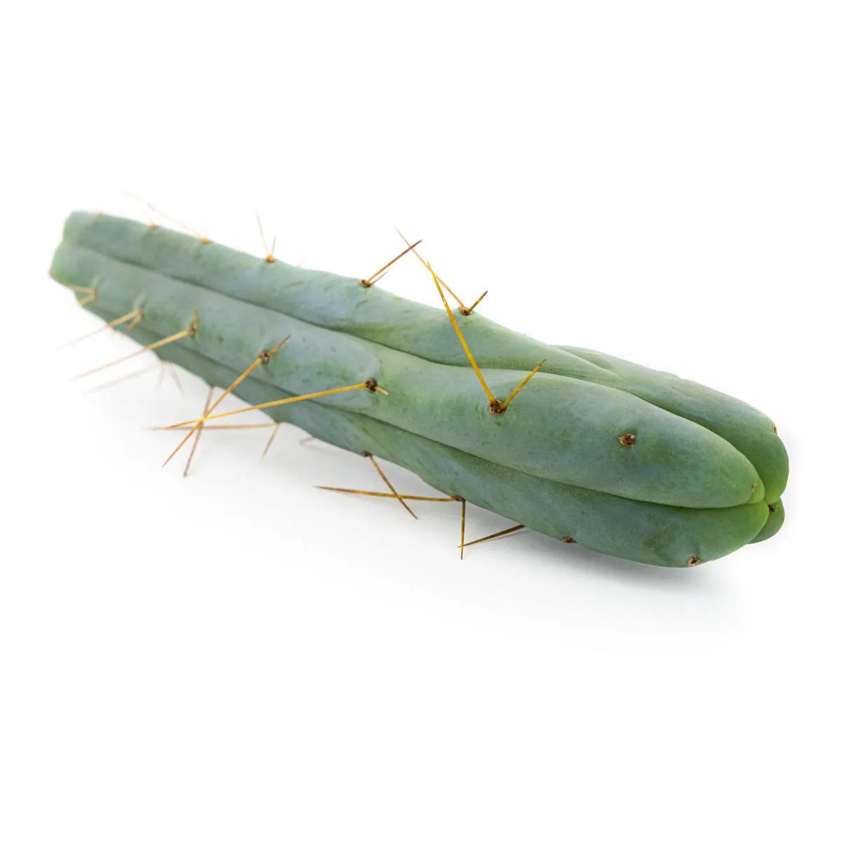 Cactus of the Four Winds