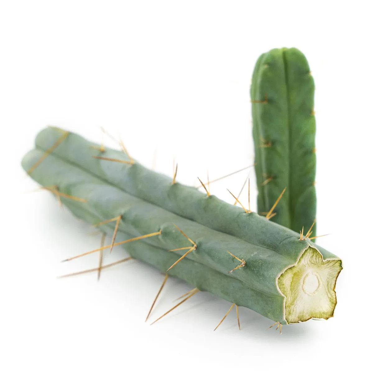 Cactus of the Four Winds