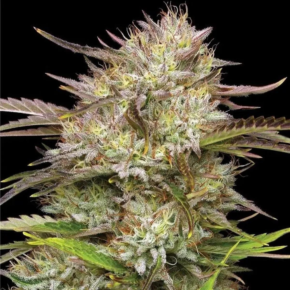 California Haze