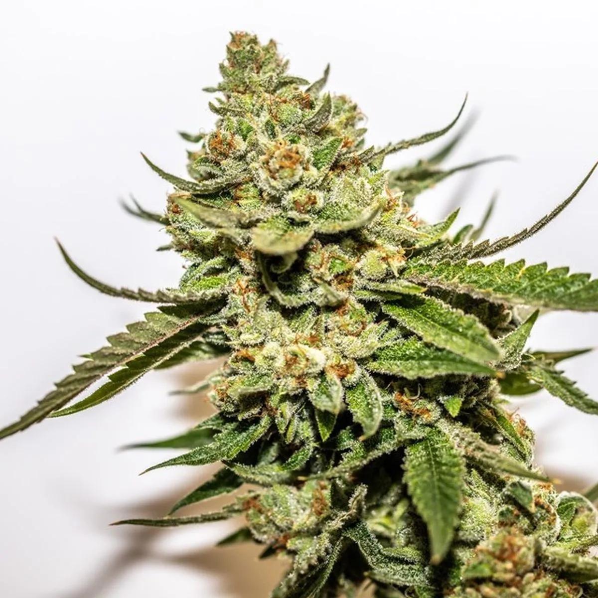Cereal Milk x OG Kush