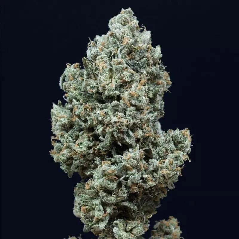 Critical+ 2.0 Autoflowering
