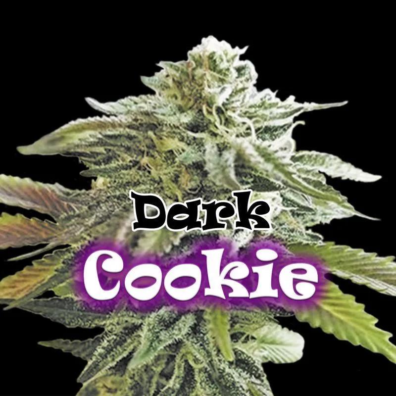 Dark Cookie