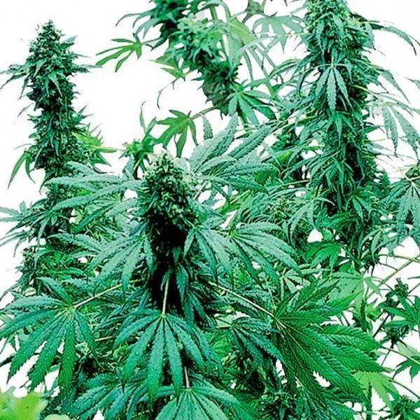 Early Skunk