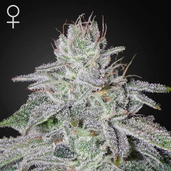 Franco's Lemon Cheese
