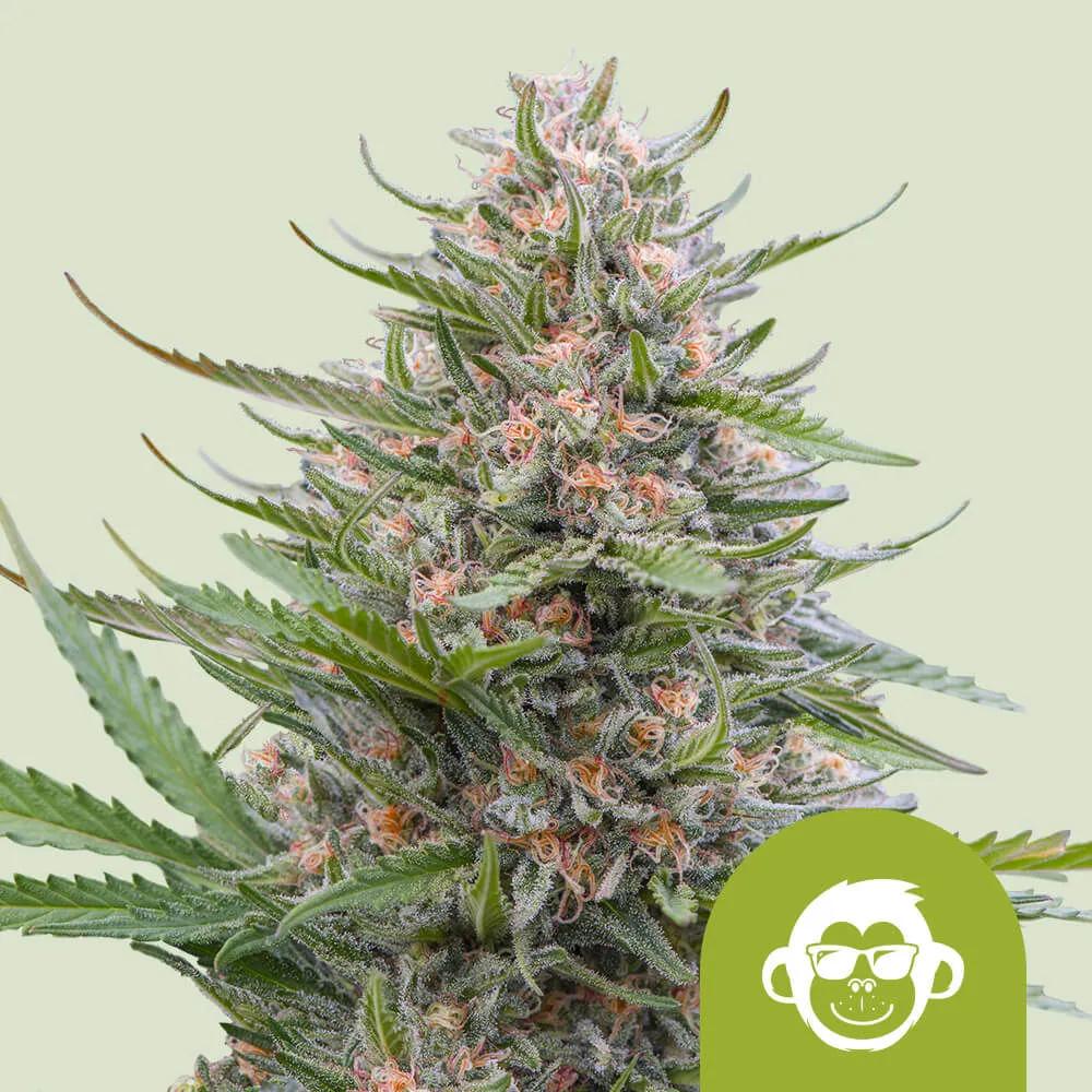 Grape Ape