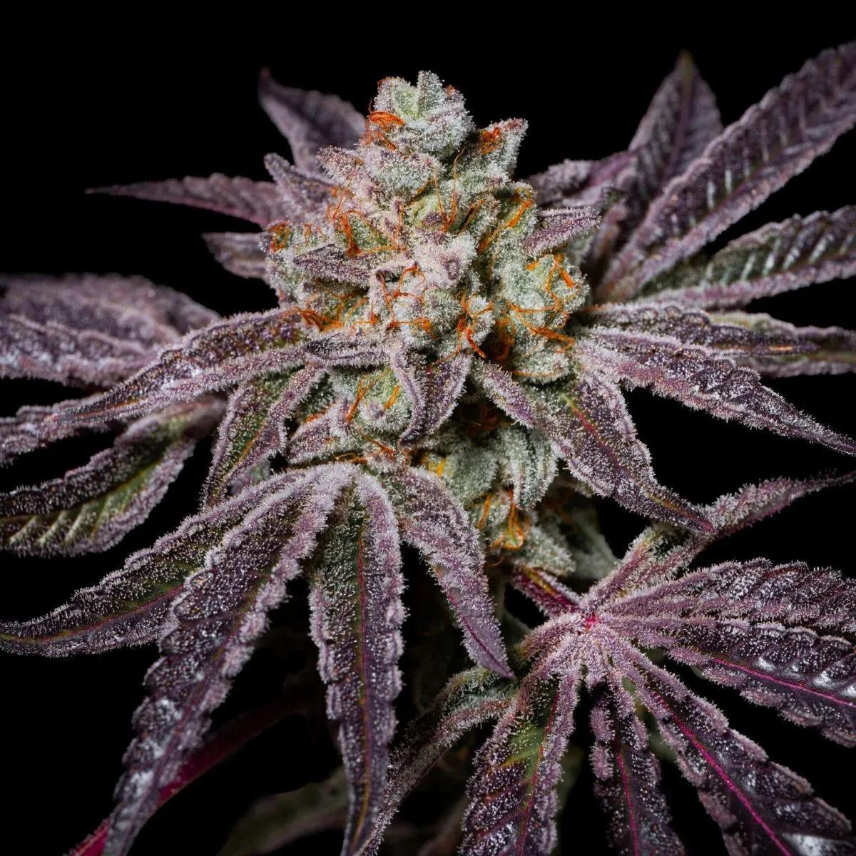 Insanity OG