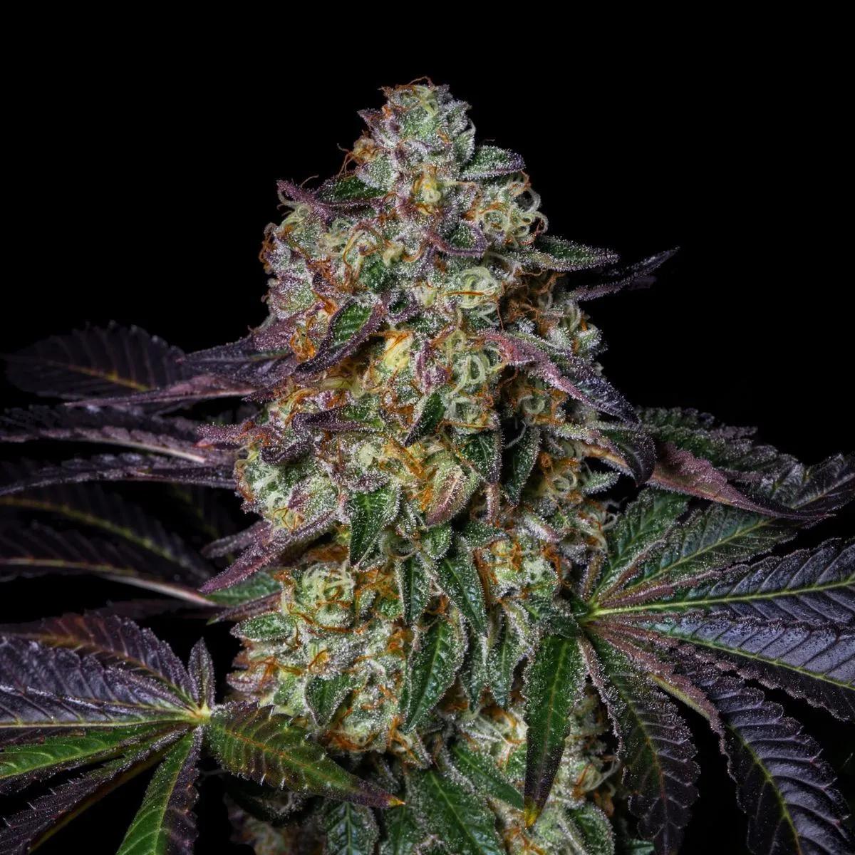 Kushmallow