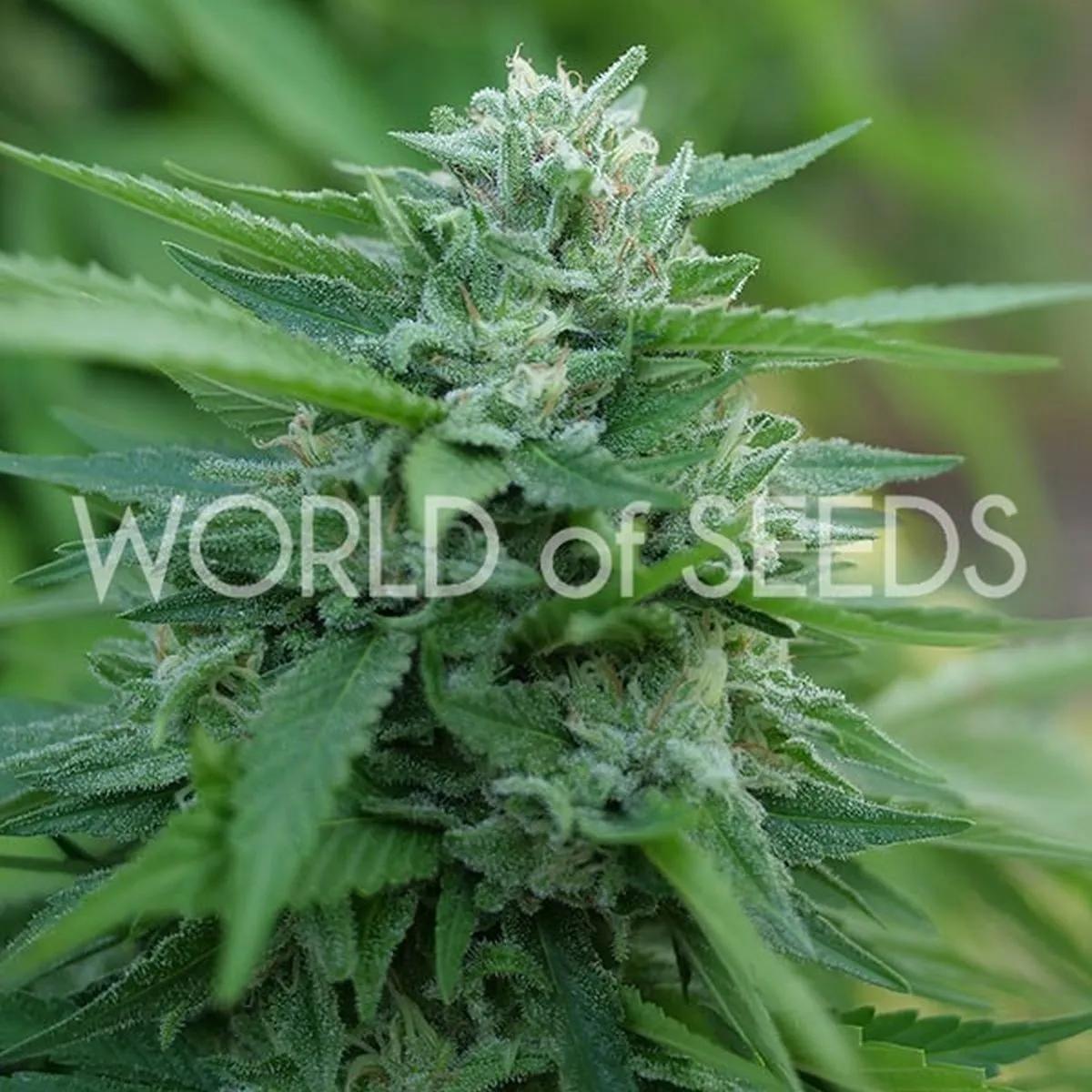 Mongolia THC Free