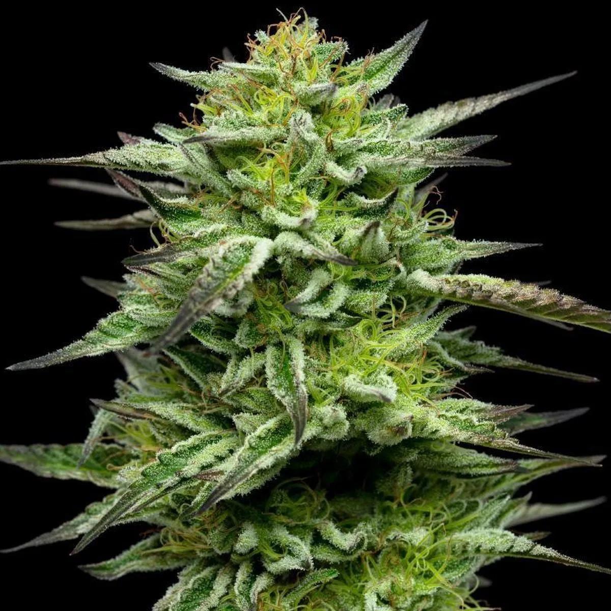 Mountaintop Mint