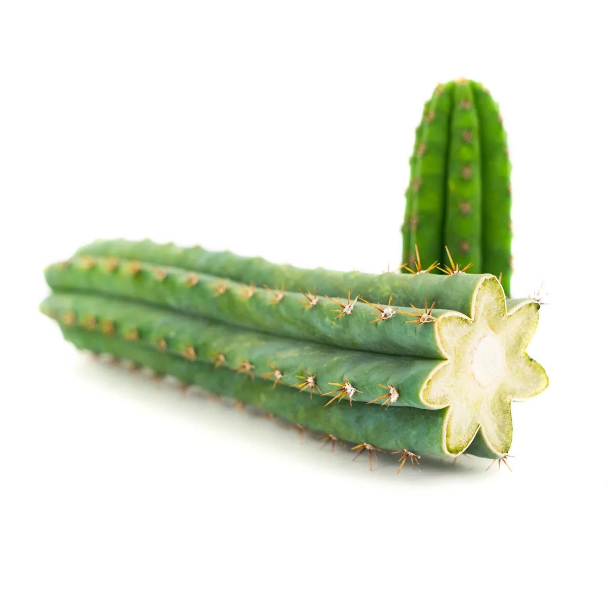 Peruvian Torch