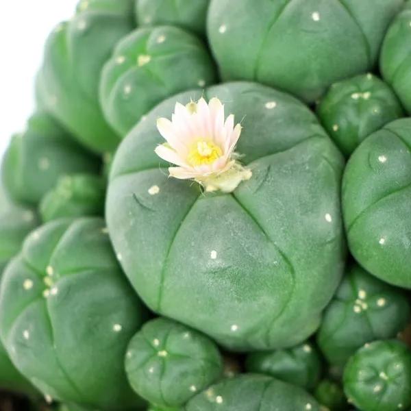 Peyote with Pups