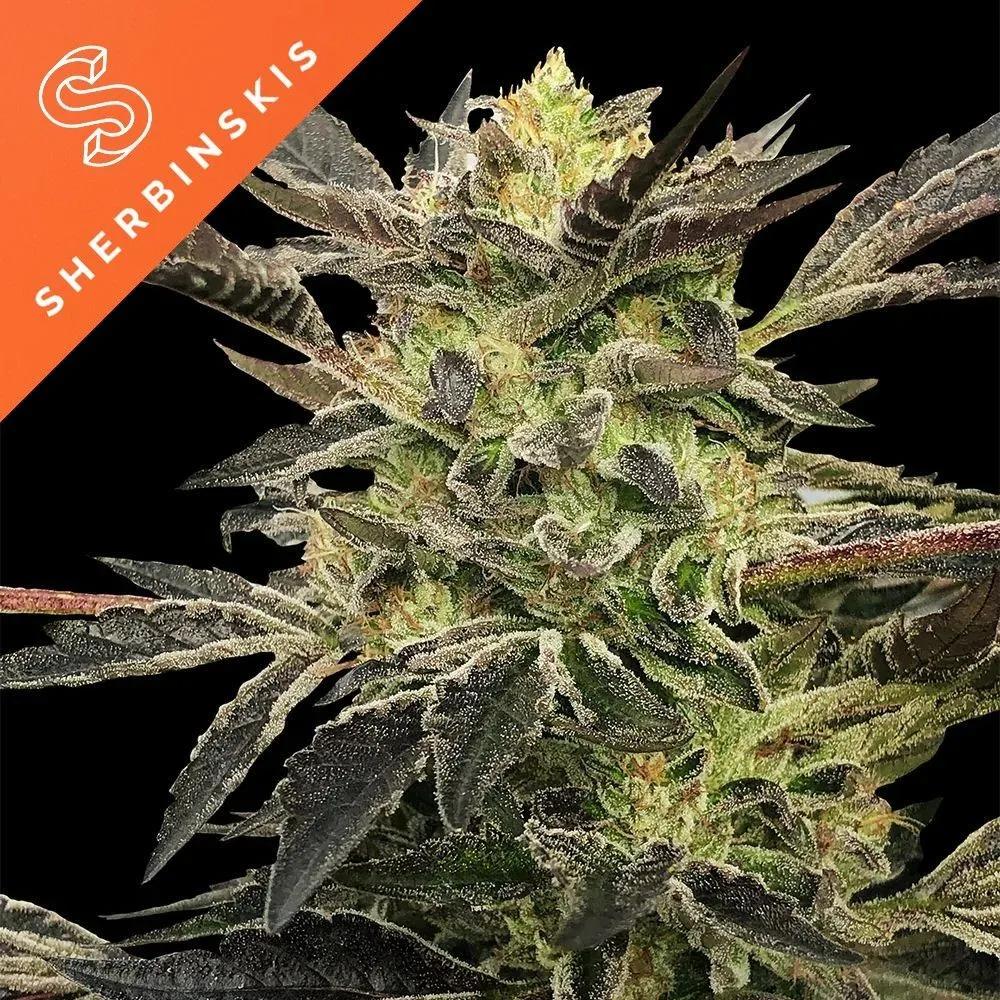 Pink Sunset Auto (Sherbinskis x Silent Seeds)