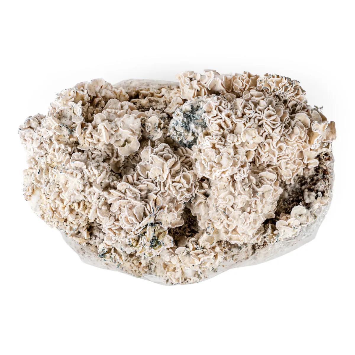 Ready-2-Grow Bag 'Enigma'