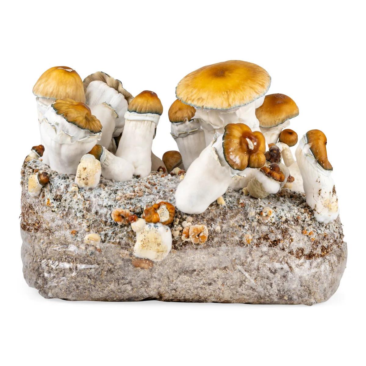 Ready-2-Grow Bag 'Hillbilly Pumpkin'