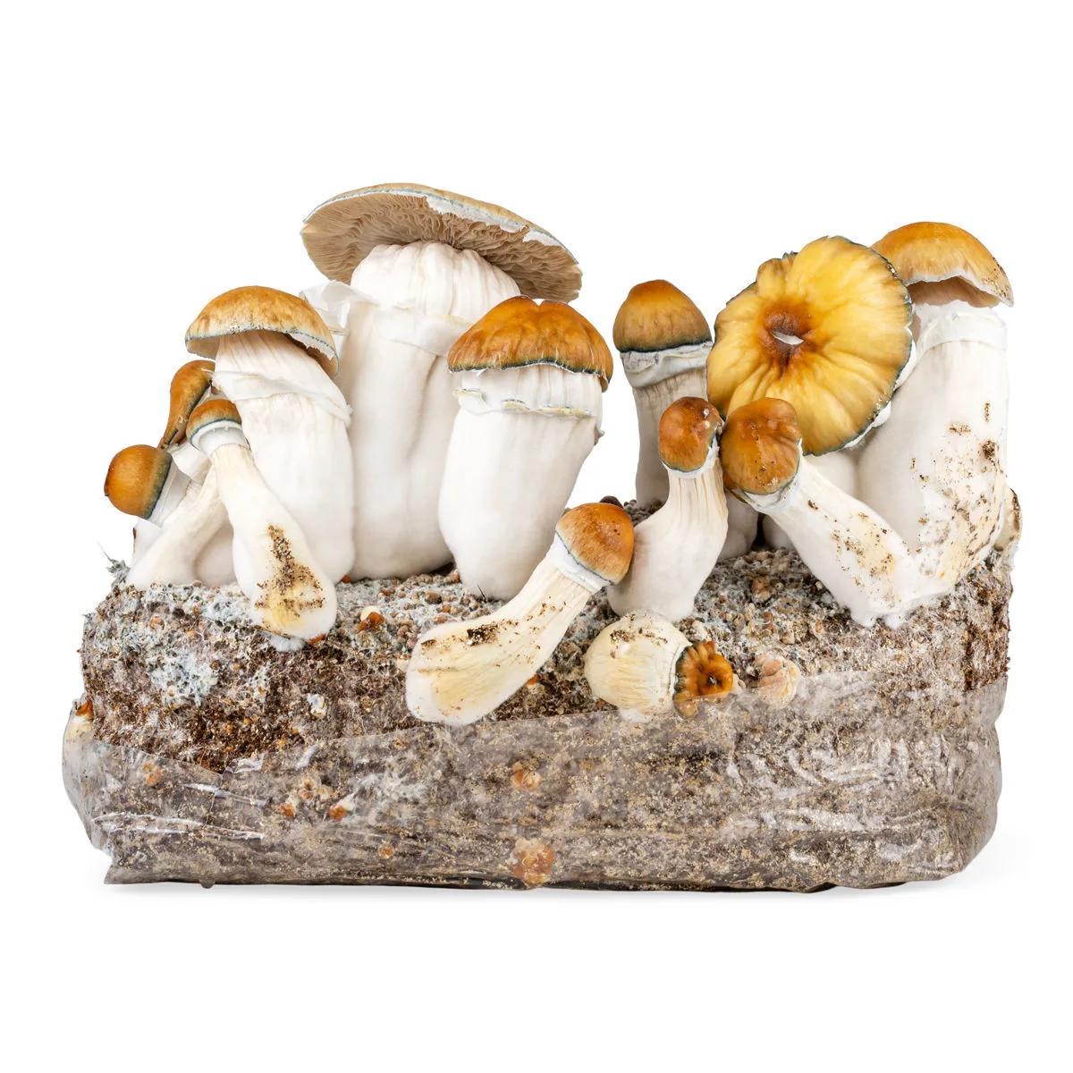 Ready-2-Grow Bag 'Hillbilly Pumpkin'