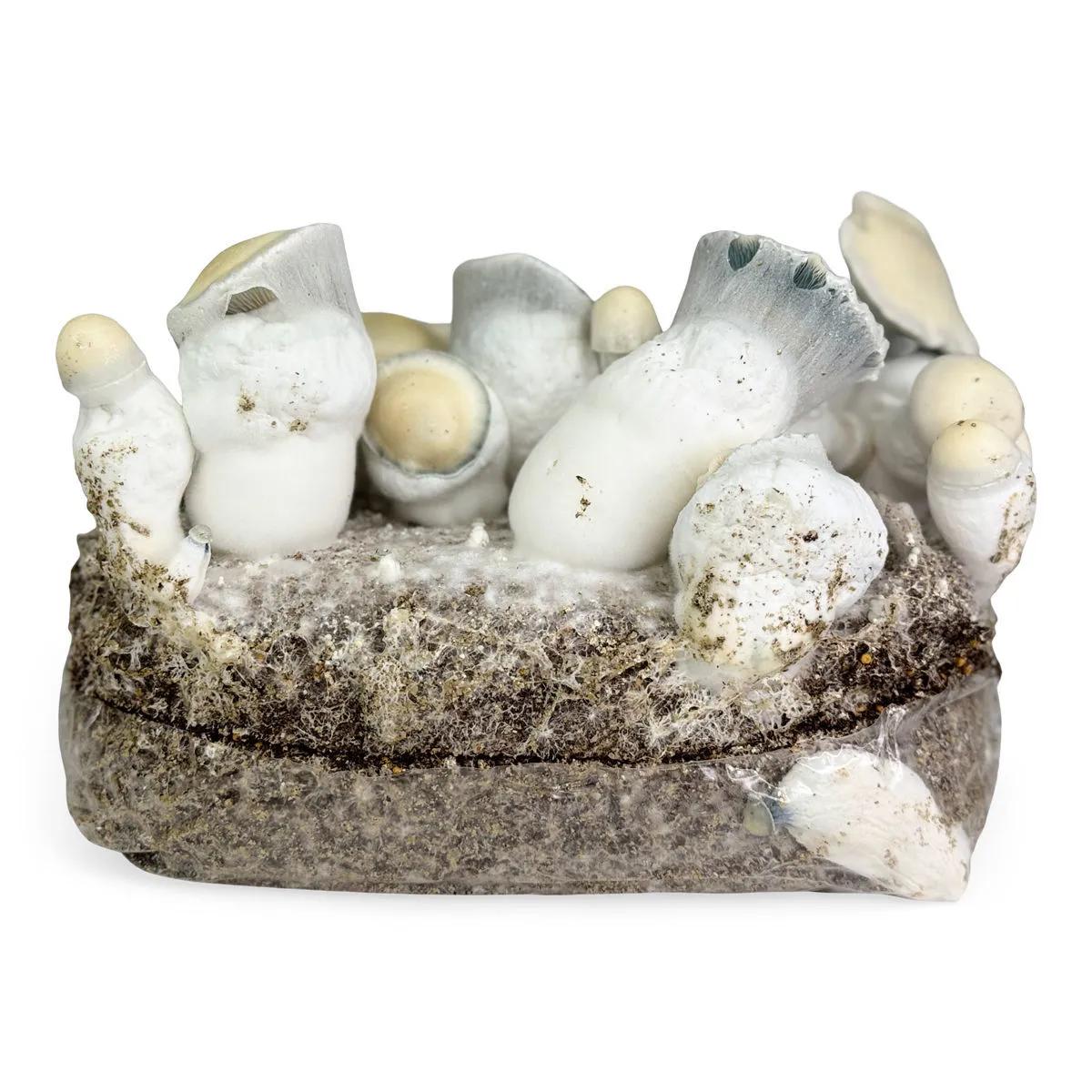 Ready-2-Grow Bag 'Jack Rabbit'