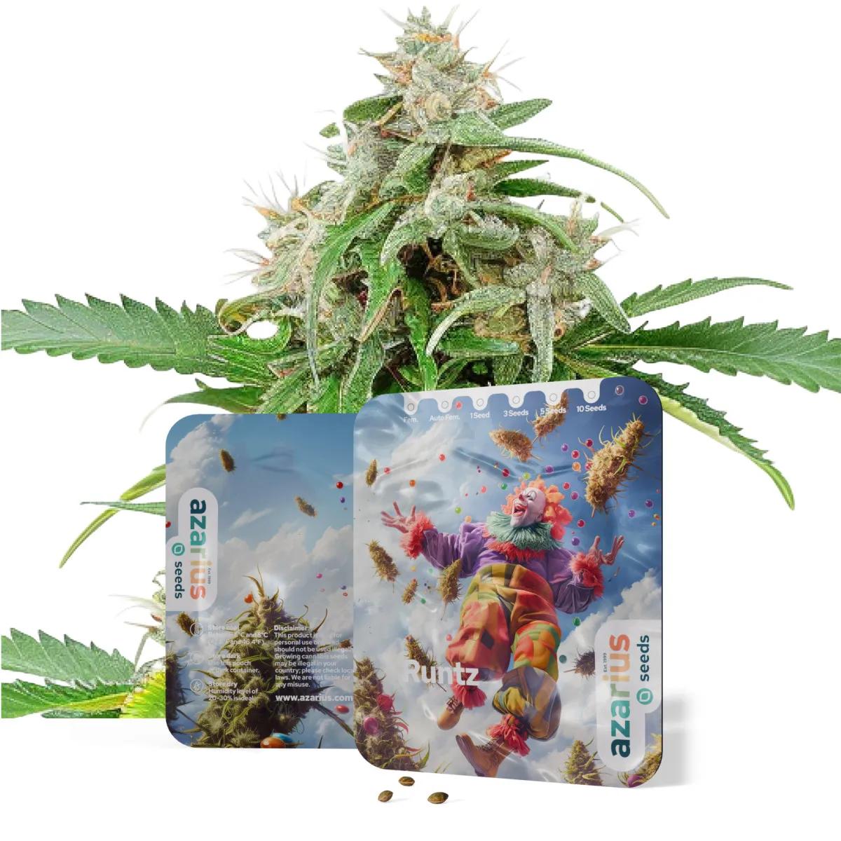 Runtz Auto