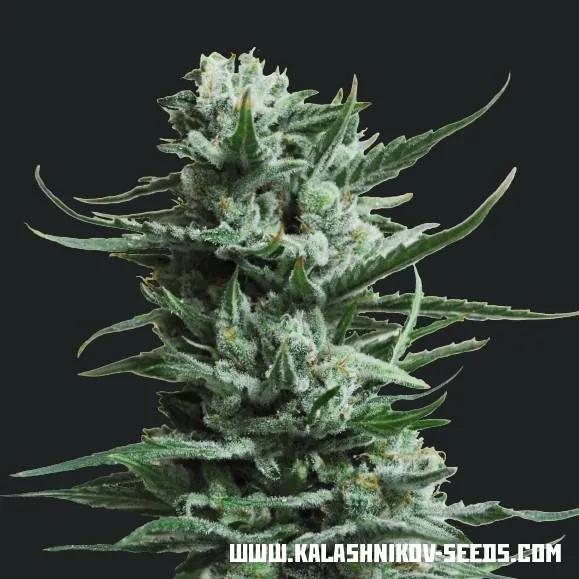 Siberian Haze