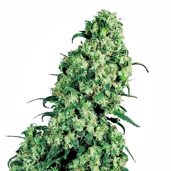 Skunk 1