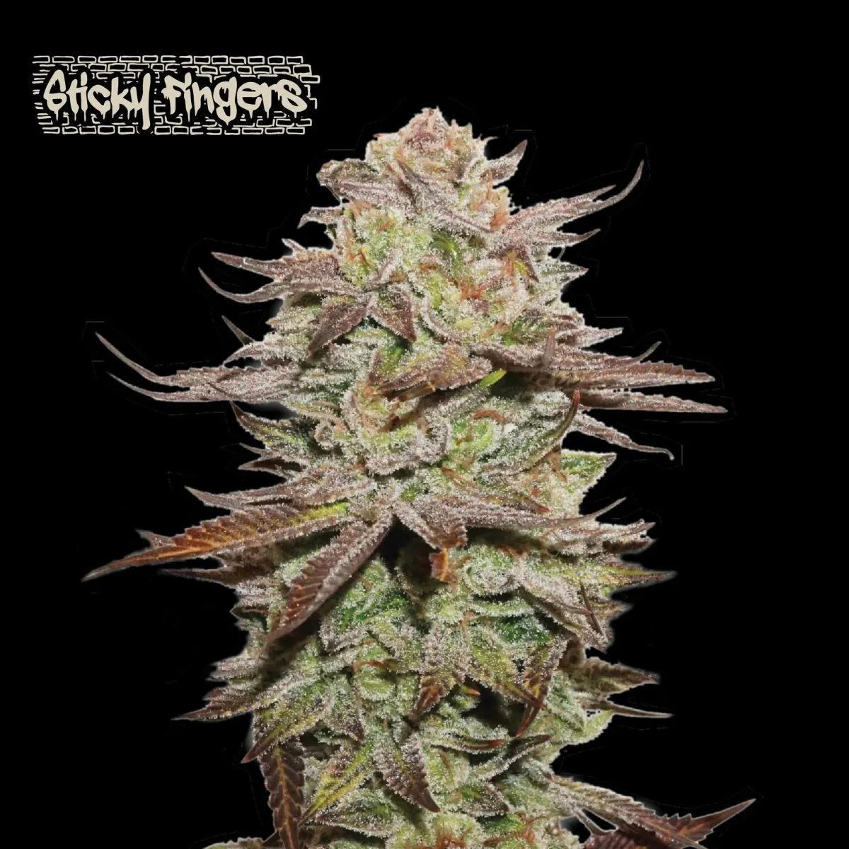 Sticky Fingers Auto (Seedstockers)