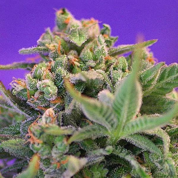 Sweet Cheese - F1 Fast Version