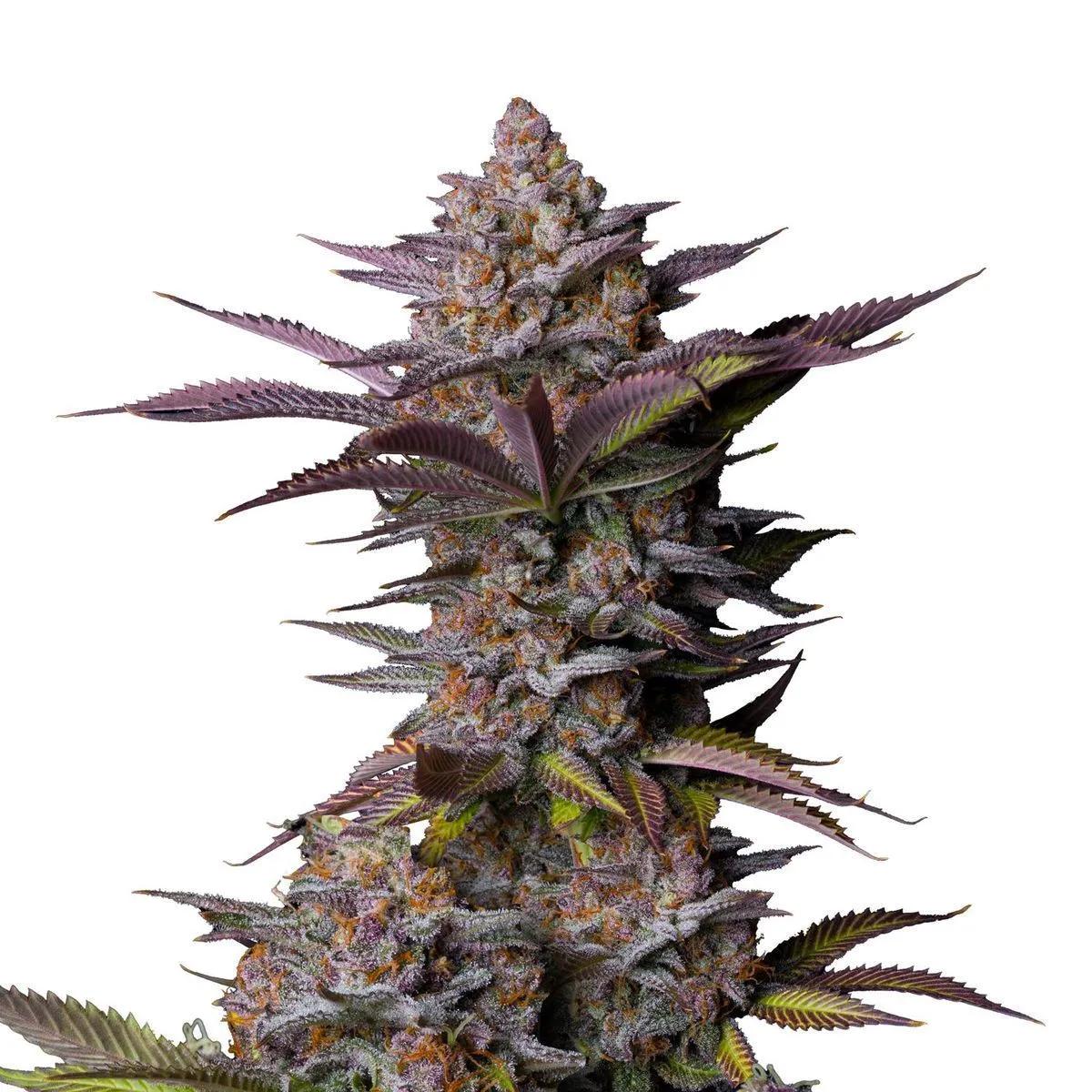 Tropicana Cookies FF